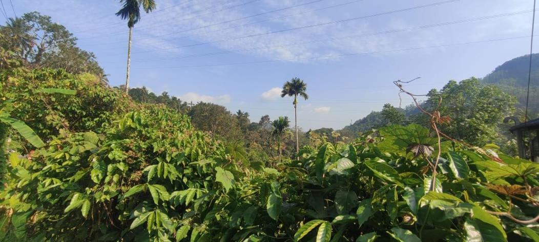 Riya Home Stay Munnar Anaviratty المظهر الخارجي الصورة